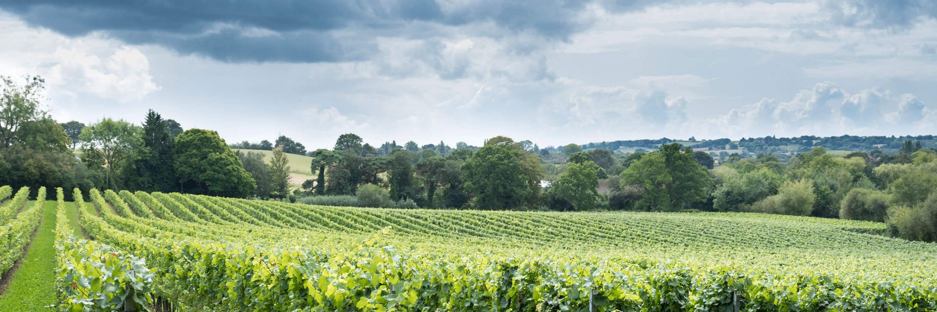 A tree-lined field of crops with rolling hills in the distance