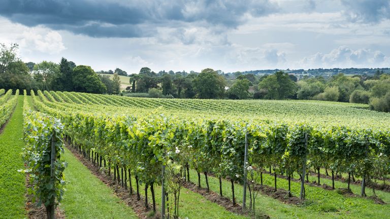 A tree-lined field of crops with rolling hills in the distance