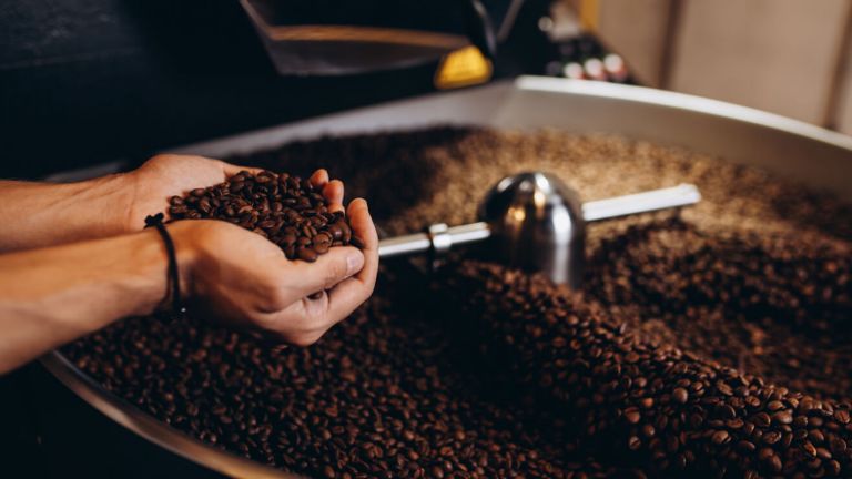 Hands holding a sample of coffee beans taken from a large metal drum