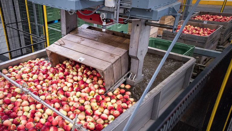 Red apples being processed in a factory production line